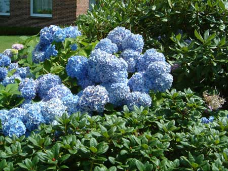 hydrangea-macrophylla-bouquet-rose-3