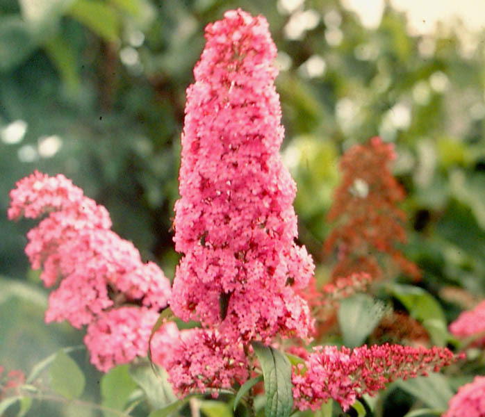 buddleja-davidii-pink-delight-3