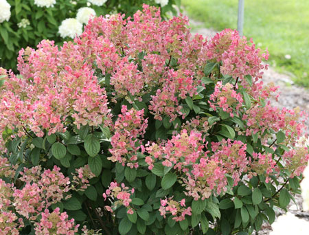 hydrangea-paniculata-little-quick-fire-2