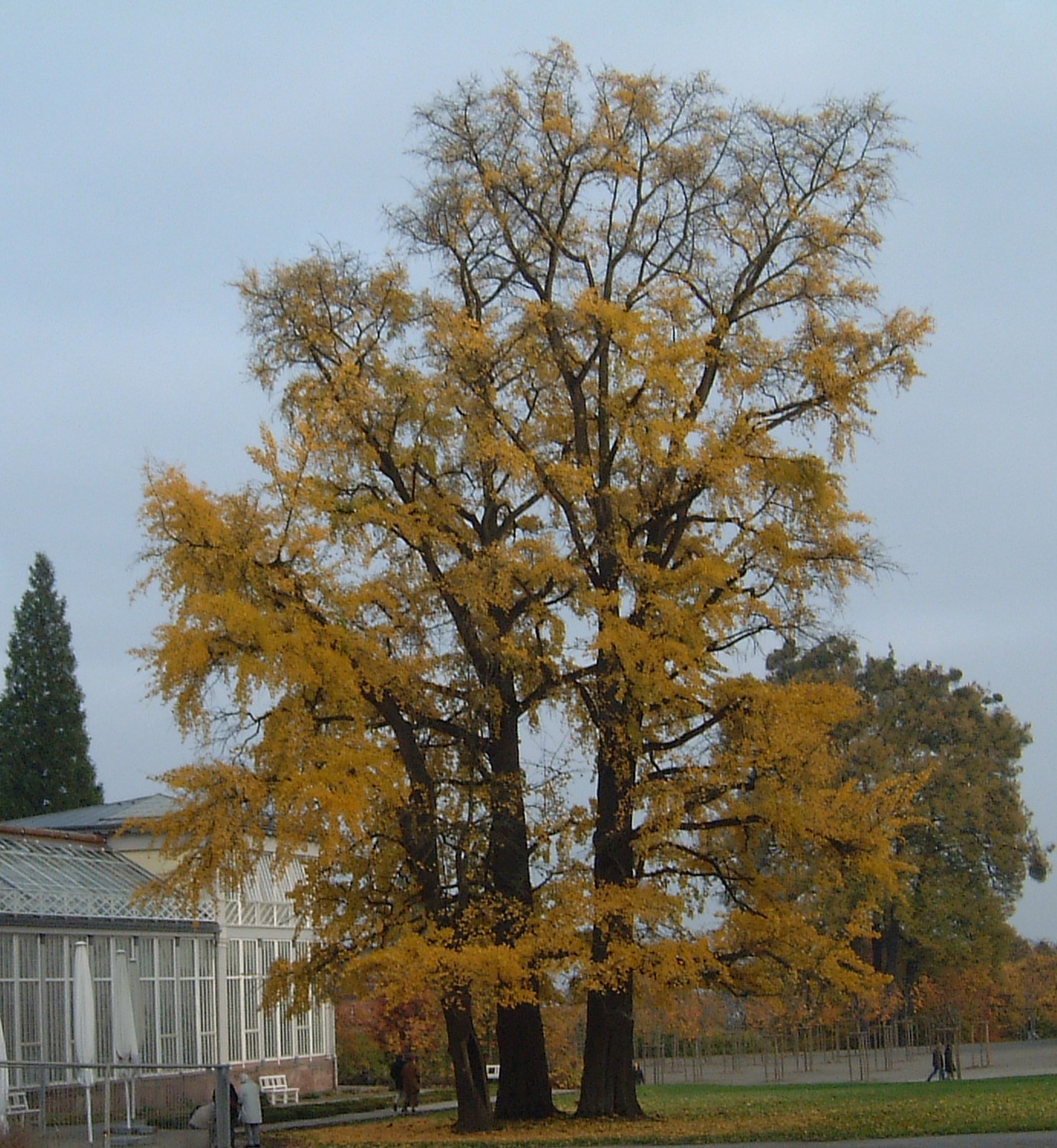 GINKGO-biloba-3
