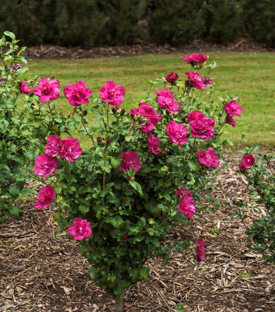 HIBISCUS-syriacus-Magenta-Chiffon-Plant5bdb03c184322