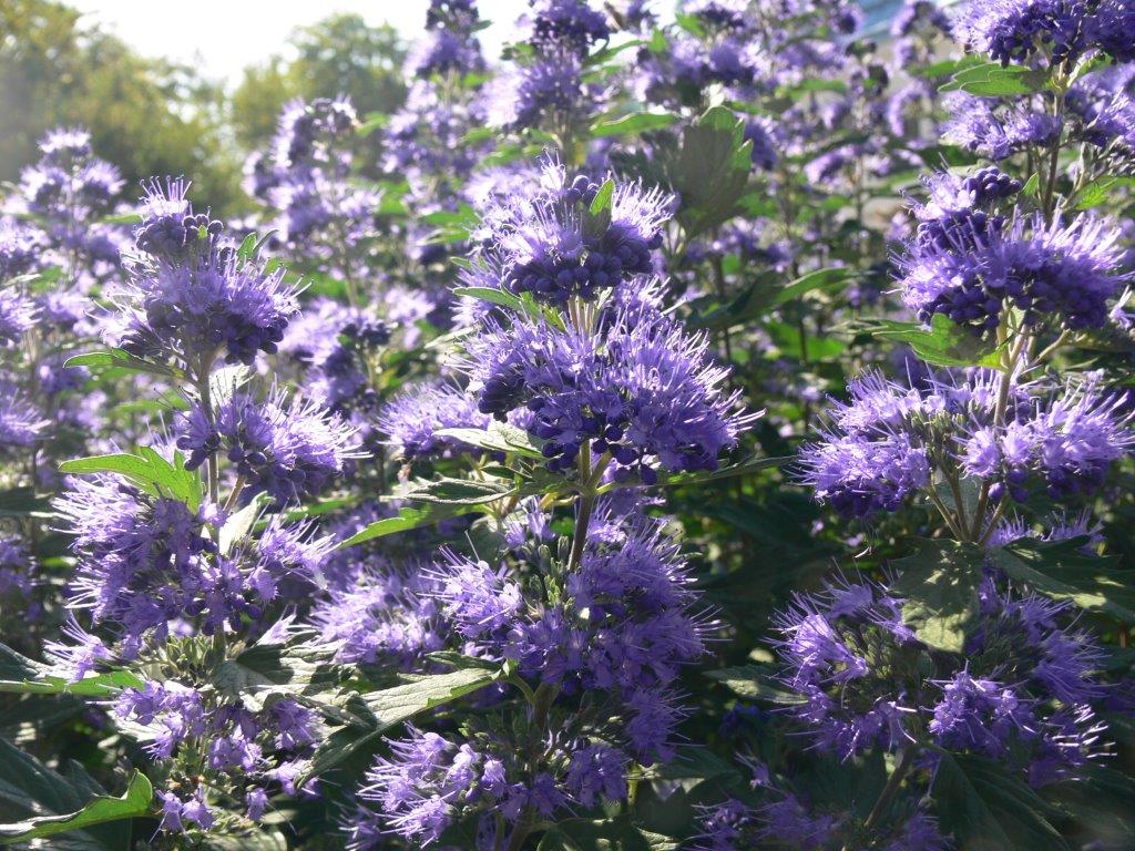 25-caryopteris-x-clandonensis-blue-balloon-22-09-2007-p1350004