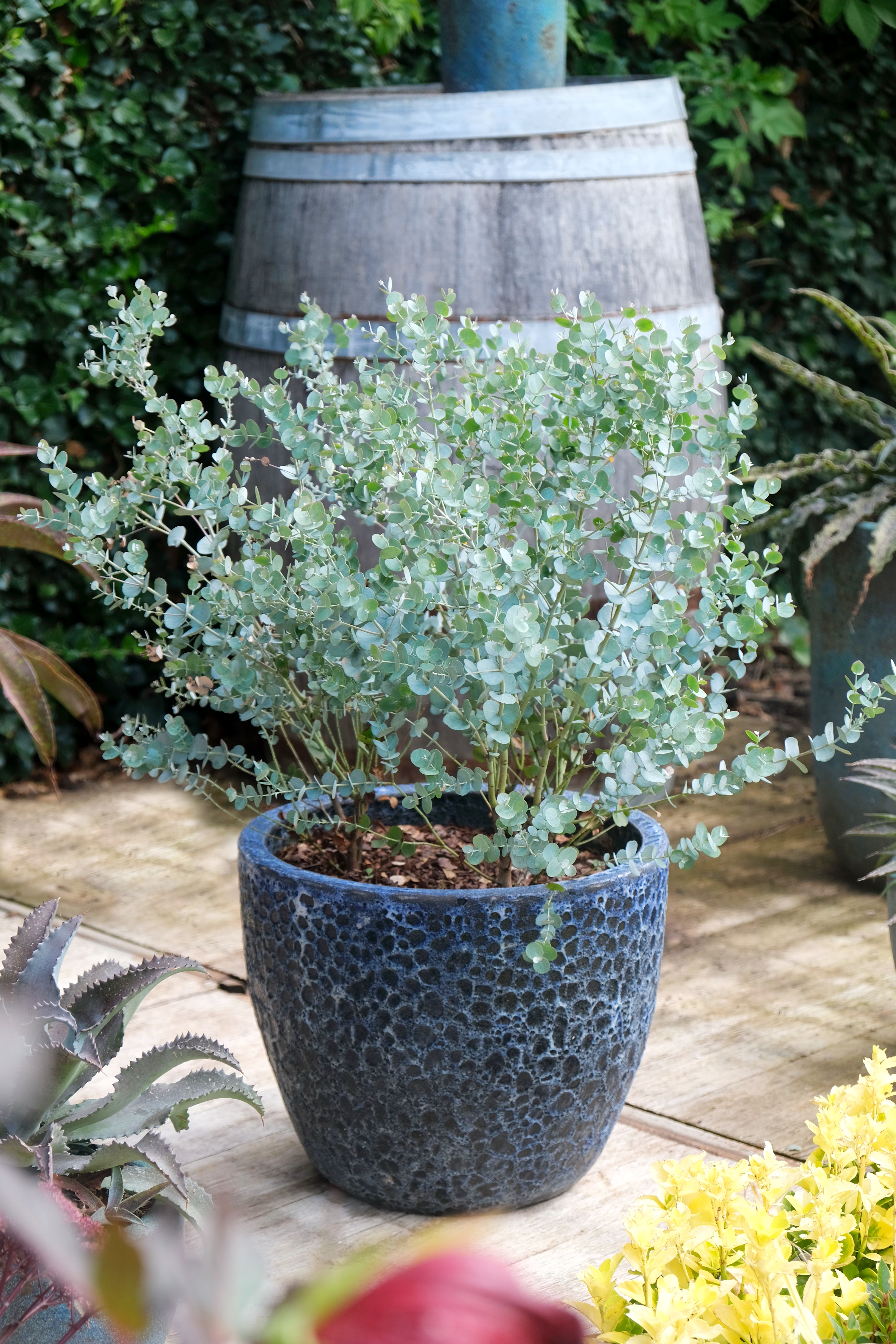 EUCALYPTUS gunnii ´Azura´ 