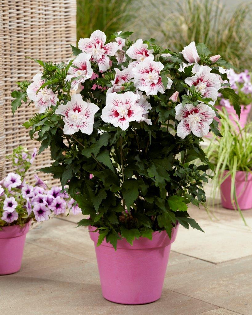 Hibiscus-syriacus-Starburst-Chiffon-14