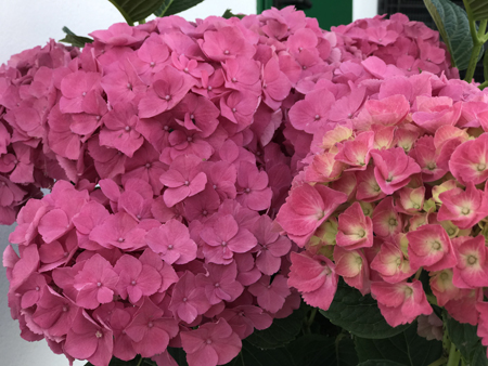 HYDRANGEA macrophylla ´Early Seduction´® (´WAN ZI QIAN HONG´)Ⓢ