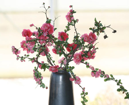 chaenomeles-double-take-pink-storm-3