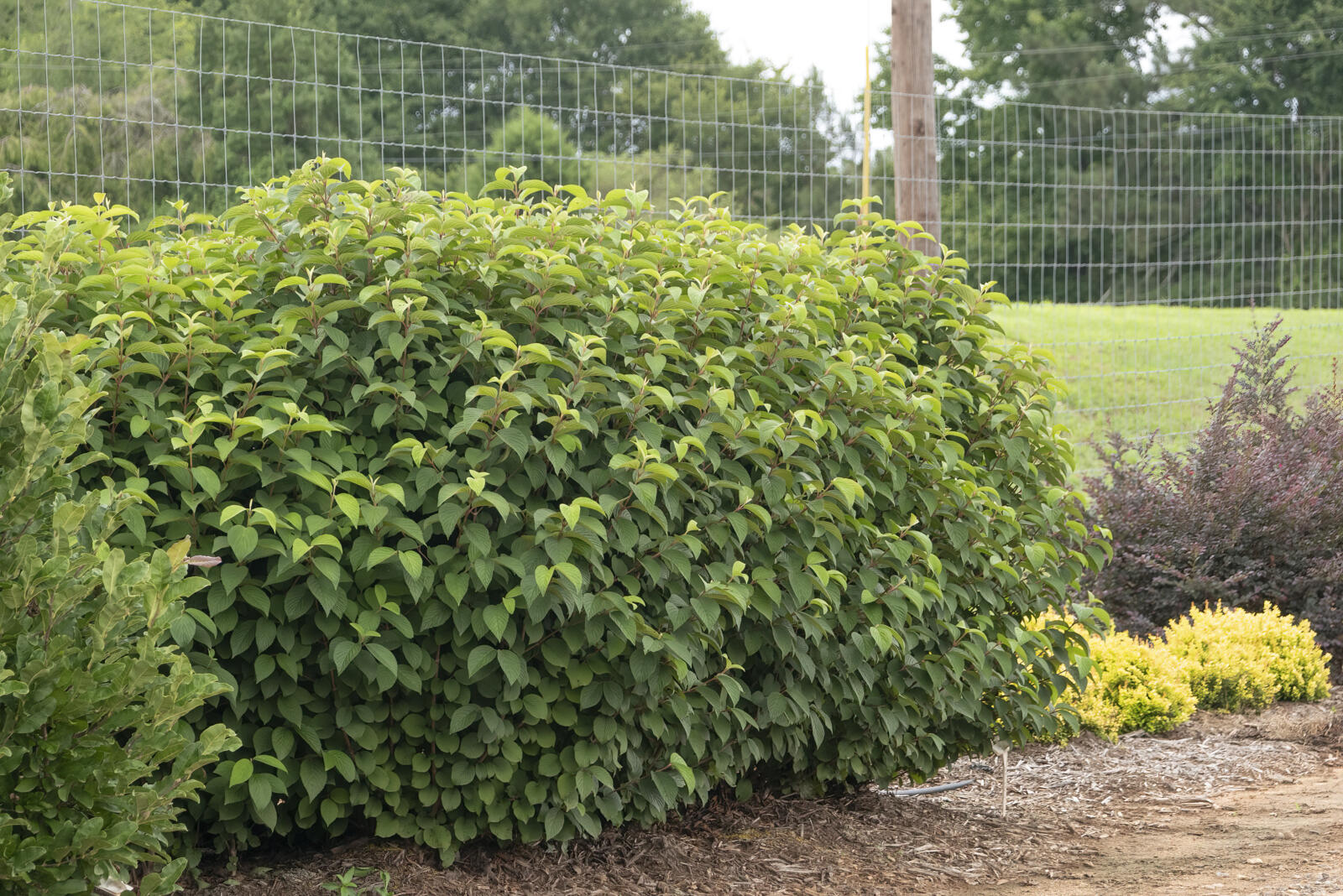 ViburnumFirstEditionsOpeningDay-055-12168_preview