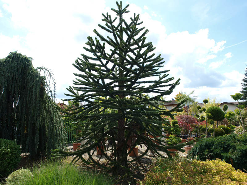 araucaria-auraucana-28
