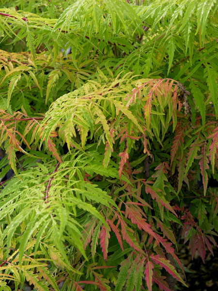 Rhus-Tiger-Eyes-3