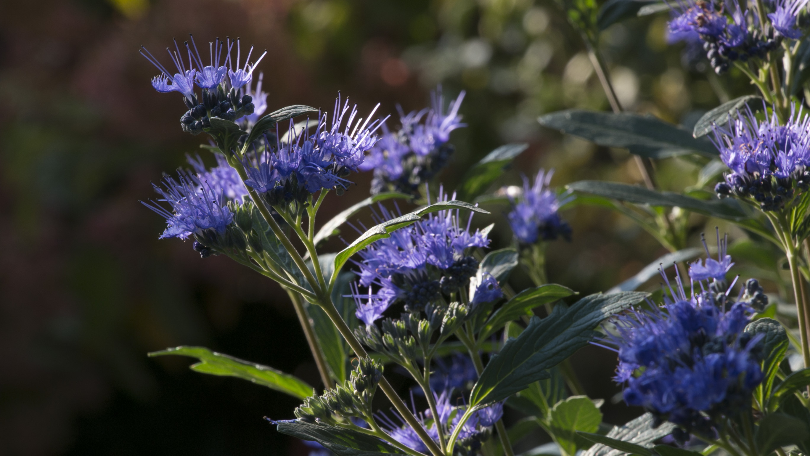CARYOPTERIS clandonensis ´Beyond Midnight´®  (´CT-9-12´)Ⓢ PW®