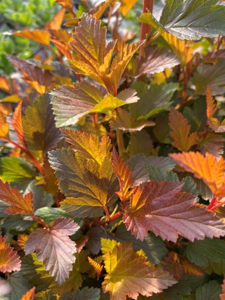 PHYSOPCARPUS-opulifolius-Sweet-Cherry-Tea4