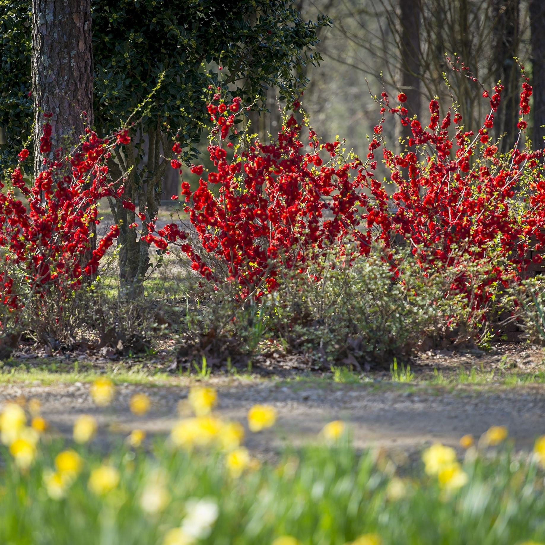 Chaenomeles-Double-Take-Scarlet-Storm-4
