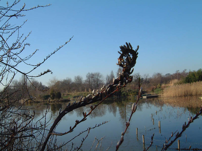 SALIX sachalinensis ´Sekka´ (= udensis ´Sekka´, ´Setsuka´, sachalinensis f. ligulata)