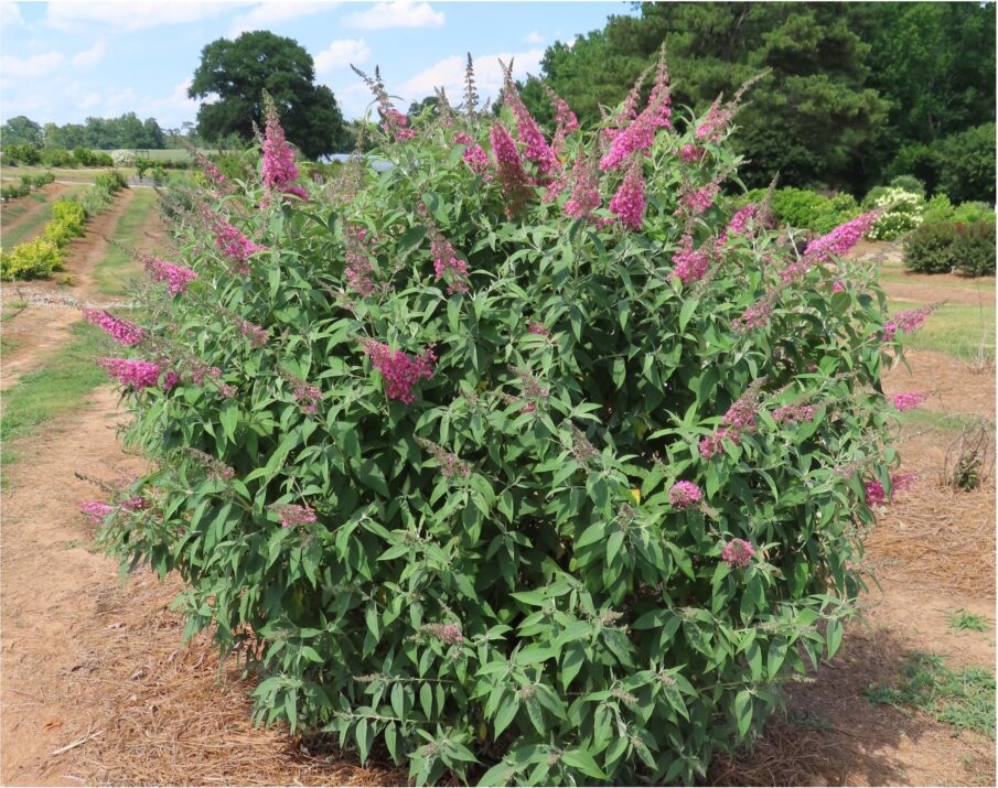 Buddleja davidii Trippy Pink® 
