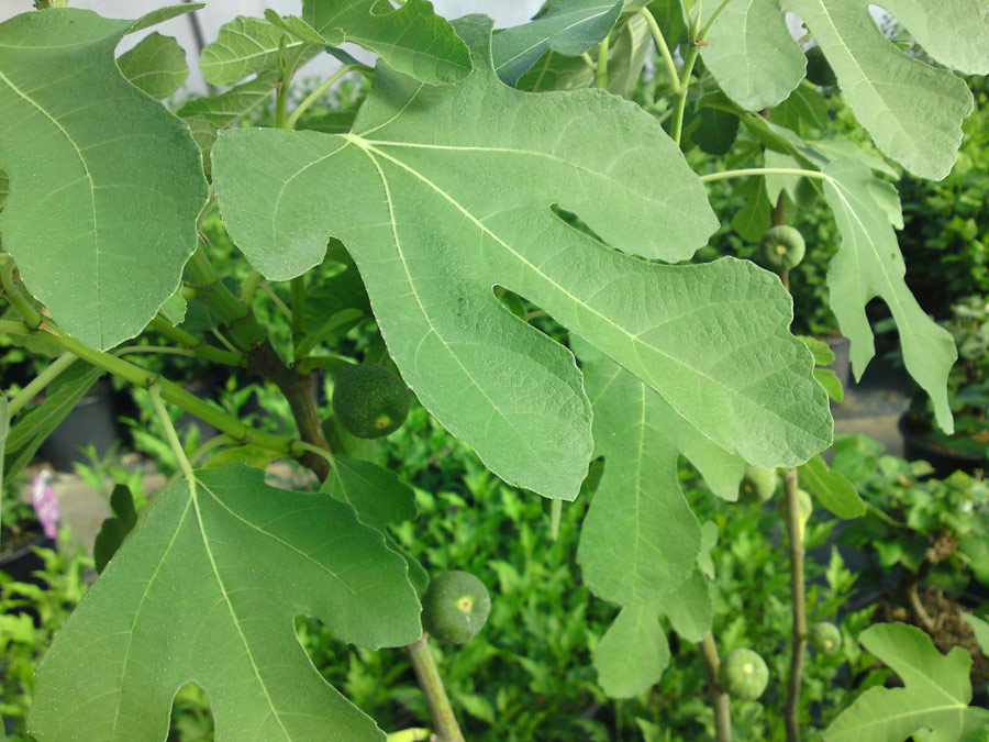 FICUS carica ´Brown Turkey´  (=´Bella Brunetta´)