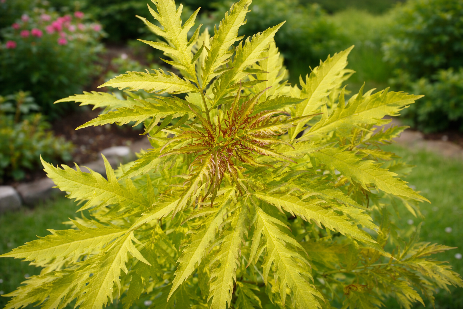 SAMBUCUS racemosa ´Golden Lace´® (= ´Morden Golden Glow´) (´KOJUSRG´)