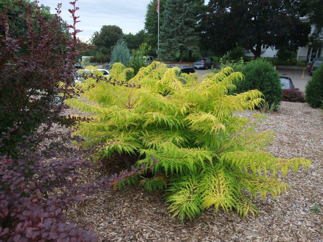 RHUS-typhina-Tiger-Eyes-14