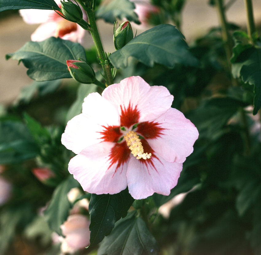hibiscus-syriacus-hamabo-3