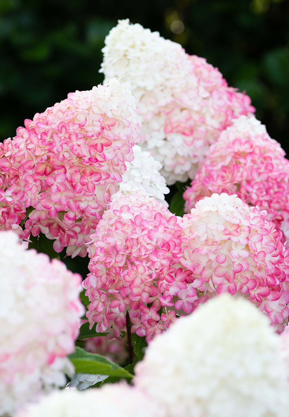 Hydrangea paniculata ´Living Pink & Rose´®Ⓢ