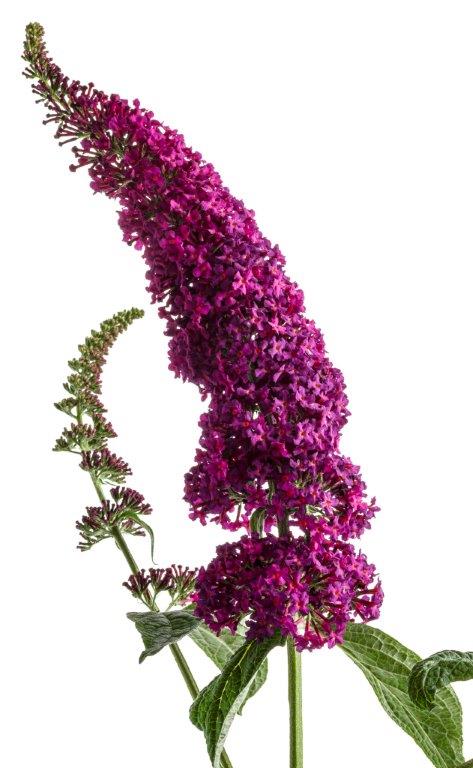 buddleja-red-chip-55613d4c839d45