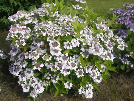 HYDRANGEA-x-CLOUDi-12