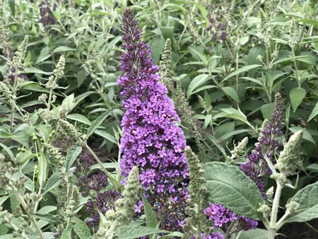 Buddleja-Reve-de-Papillon-Lavender