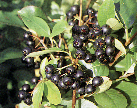 aronia-melanocarpa-viking-web54215028cdb77