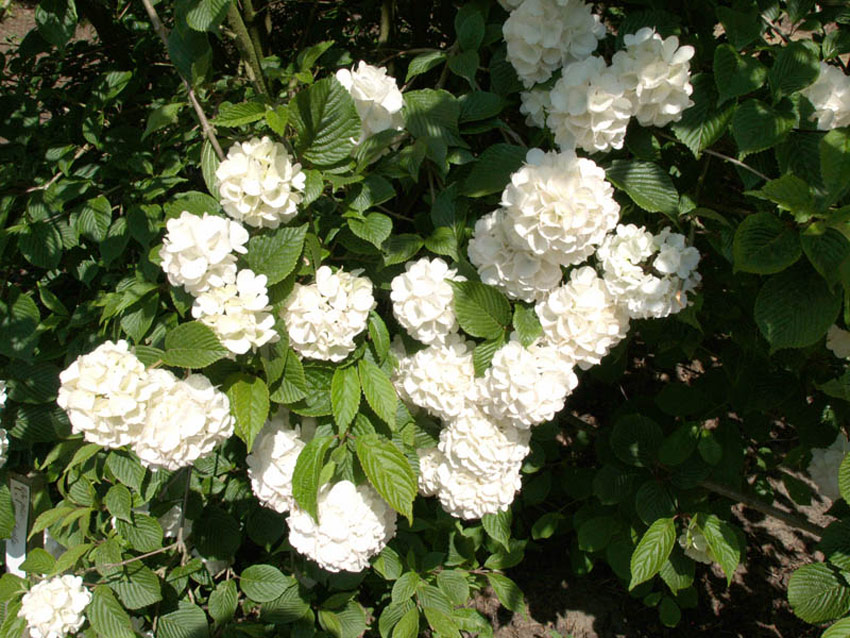 viburnum-opulus-roseum-falsch