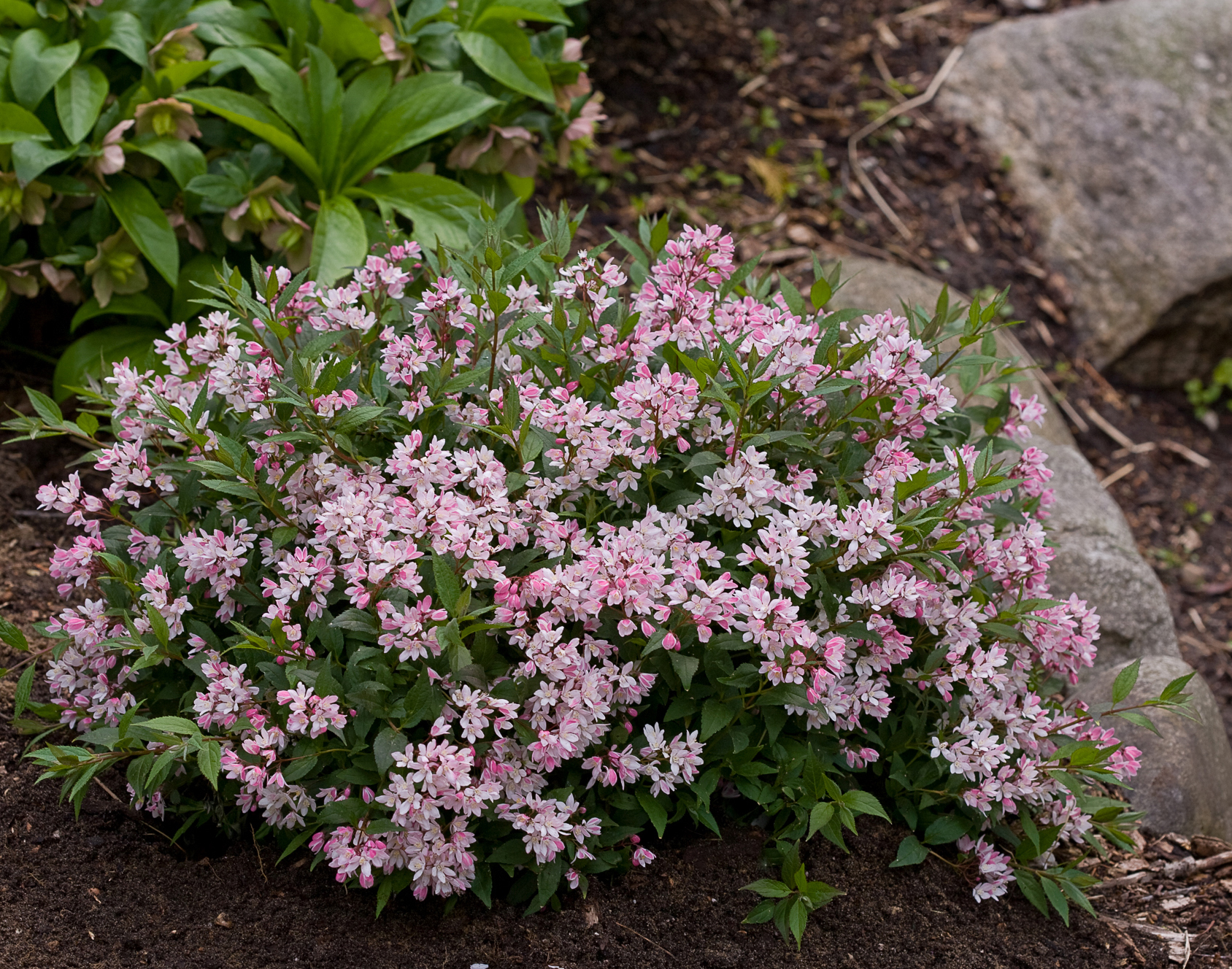 DEUTZIA ´Yuki Cherry Blossom´® (´NCDX2´)Ⓢ