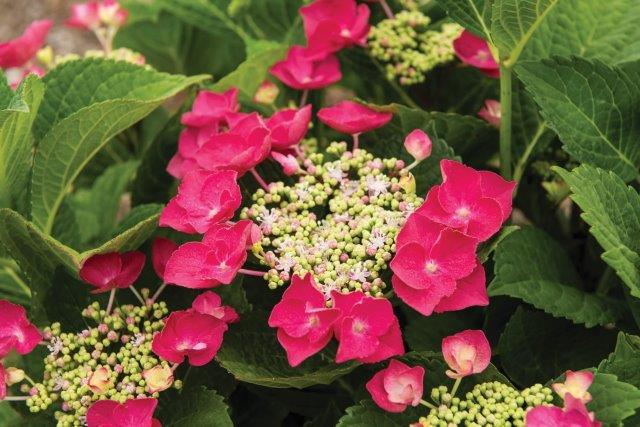 Hydrangea_Cherry_Explosion_Blooms_002-1