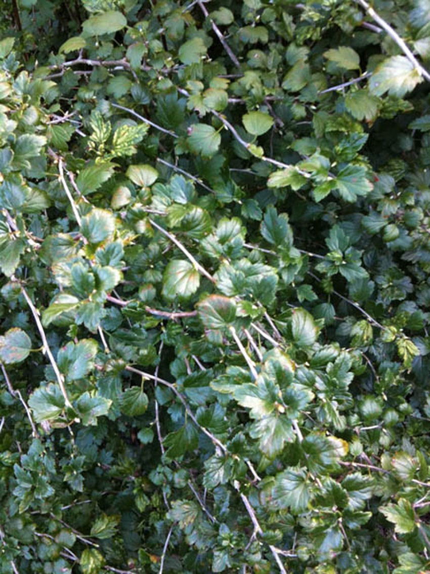 RIBES alpinum ´Schmidt´