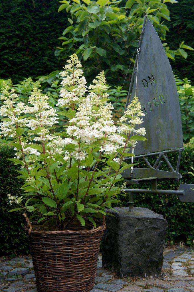 Hydrangea-paniculata-Confetti-6