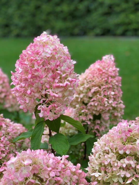 HYDRANGEA-paniculata-Pinkachu-31