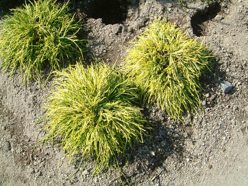 CHAMAECYPARIS pisifera ´Filifera Sungold´