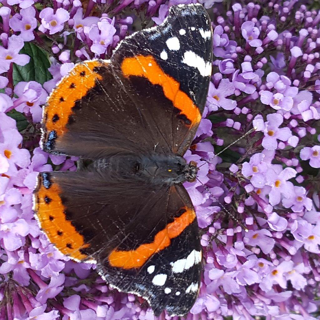 Buddleja-davidii-Gulliver-1