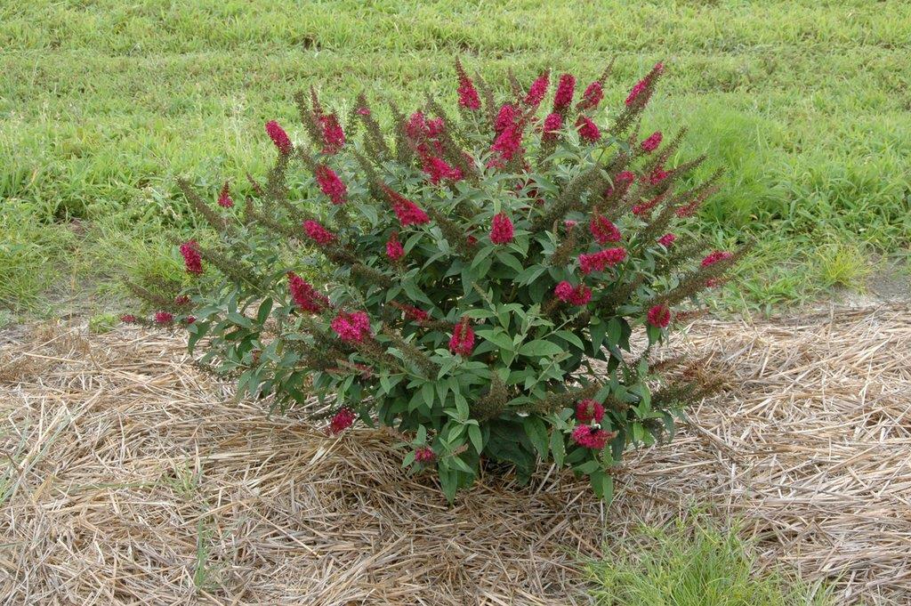 buddleja-red-chip-45613d4c63b664