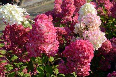 hydrangea-paniculata-diamant-rouge_3