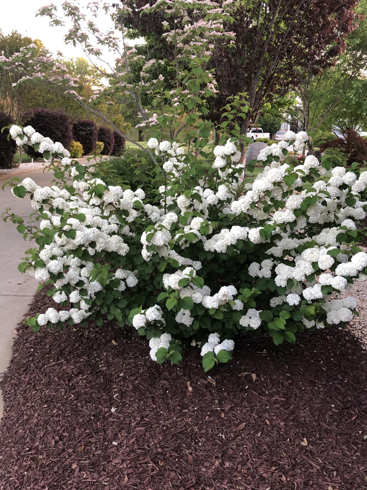 ViburnumFirstEditionsOpeningDay-044-12168_preview