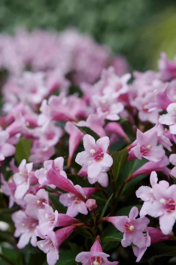 weigela-pink-poppet-02
