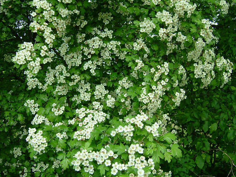crataegus-monogyna-5