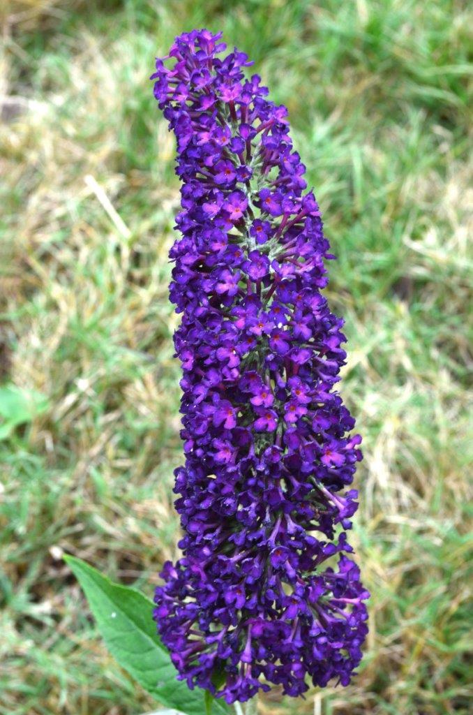 Buddleia-First-Editions-Groovy-Grape-1