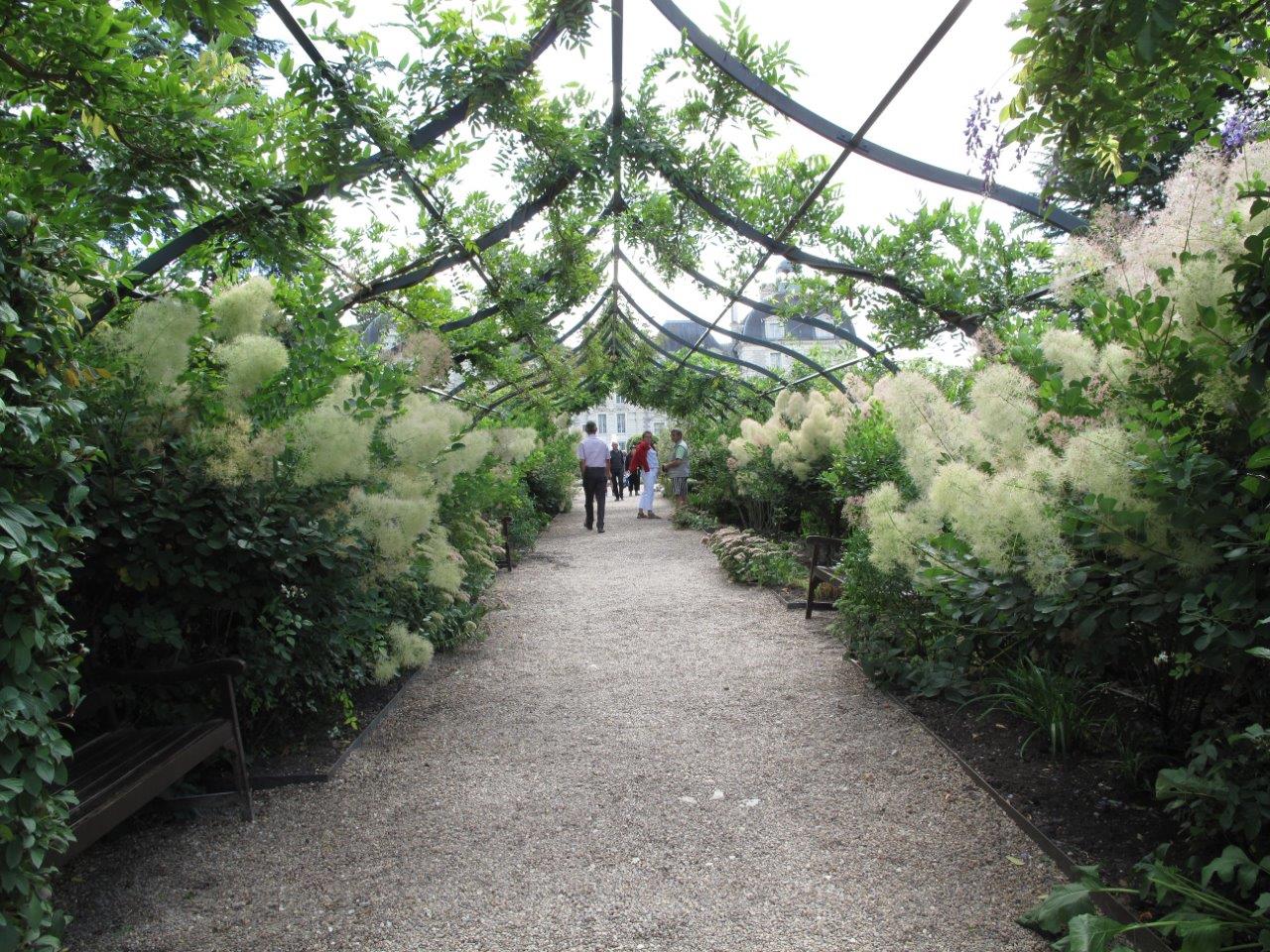 Cotinus-Young-Lady-6
