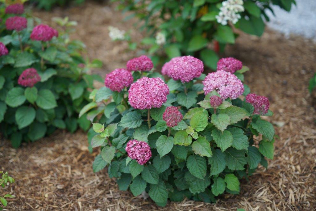 Hydrangea-arb-Bella-Ragazza-Mauvette-1