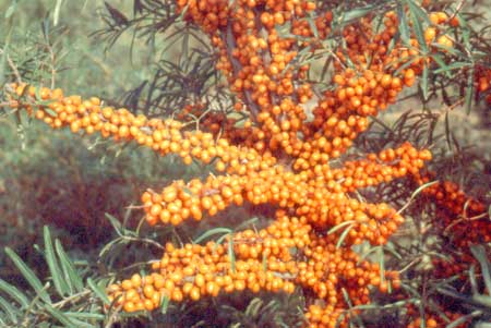 hippophae-rhamnoides-leikora-3