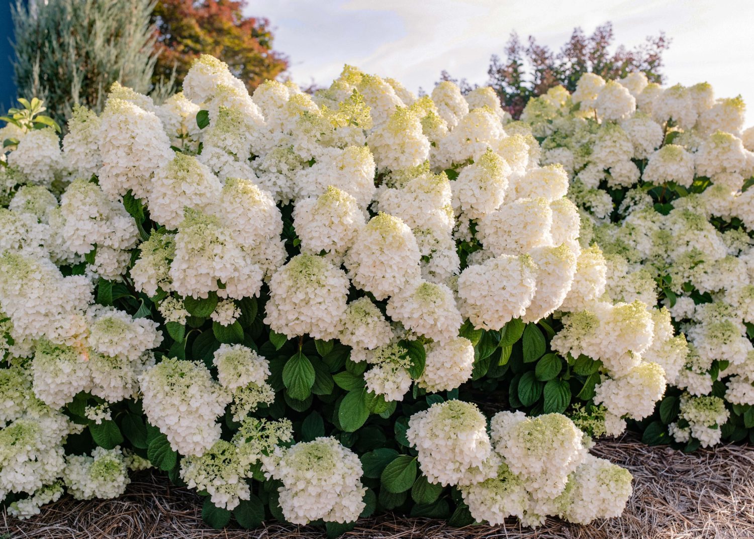 HYDRANGEA paniculata ´Little Hottie´ (´Bailpanone´)Ⓢ FE®