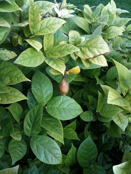 calycanthus-floridus-1