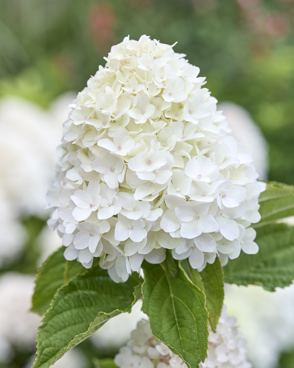 Hydrangea paniculata Living Sugar Rush®Ⓢ