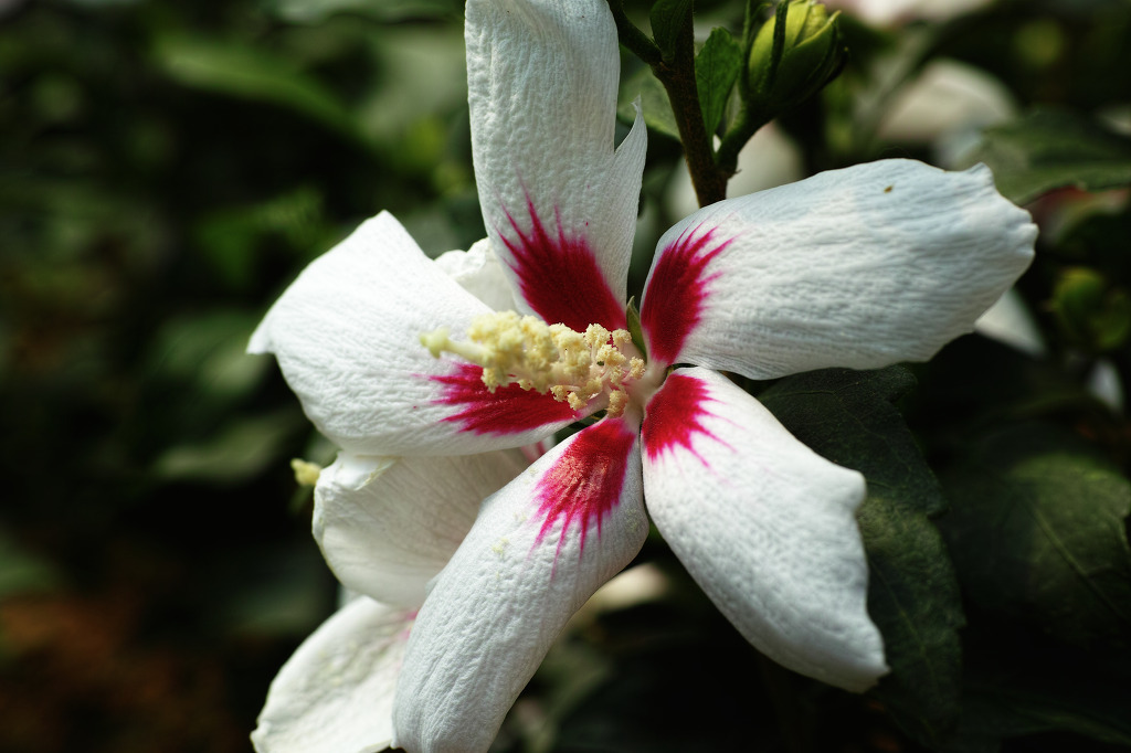 Hibiscus syriacus ´Little Legends White´(´Woojeon´)Ⓢ 