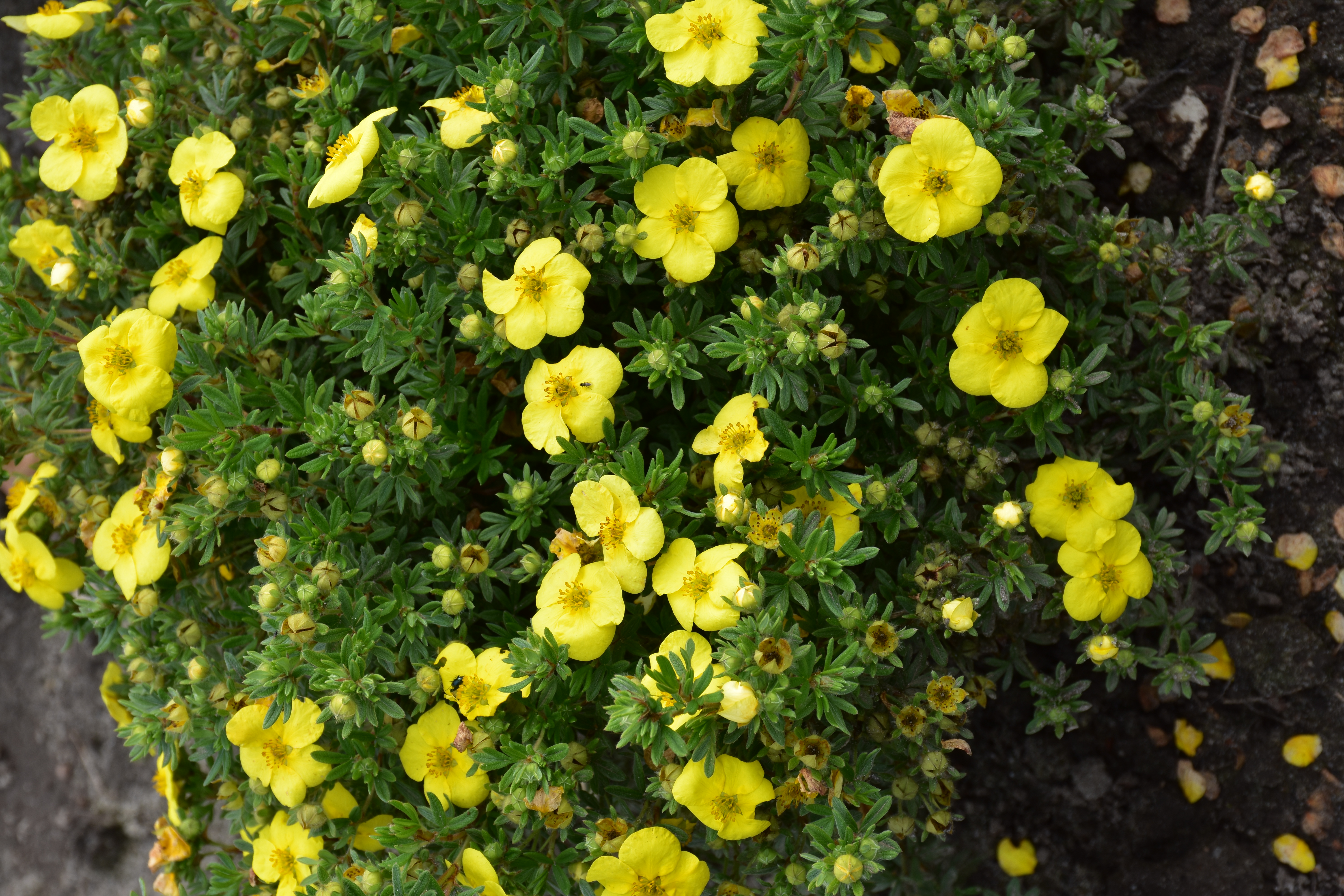 POTENTILLA fruticosa ´Kobold´