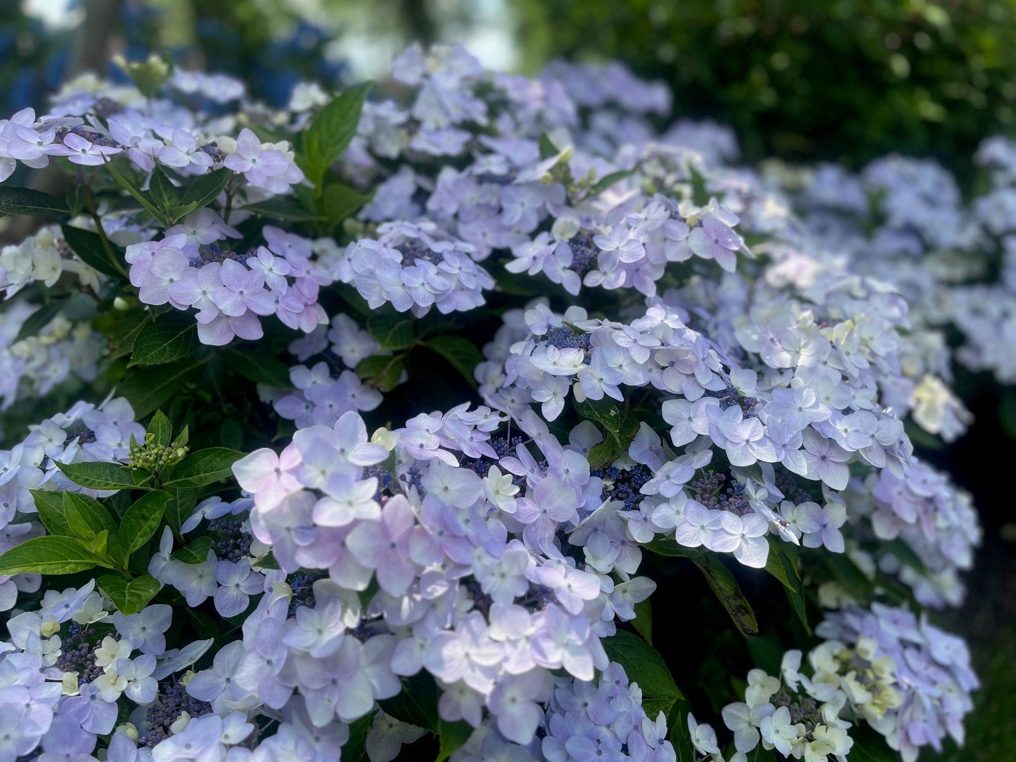 HYDRANGEA ´Cloudi´® (´ILVOCLU´)Ⓢ